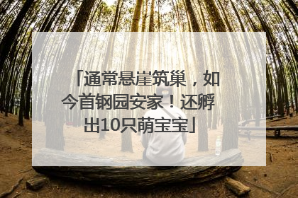 通常悬崖筑巢，如今首钢园安家！还孵出10只萌宝宝
